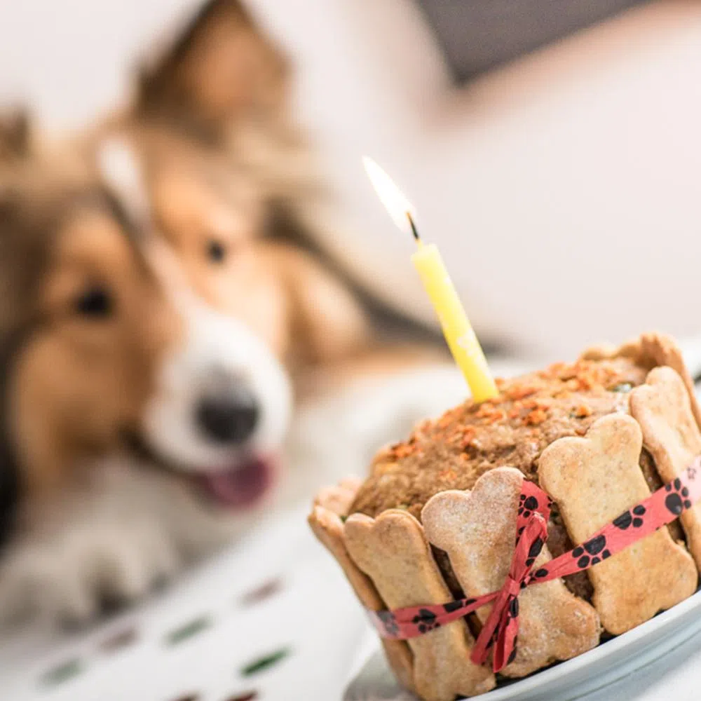 Torta per cani fatta in casa ricetta - Food Gustoso