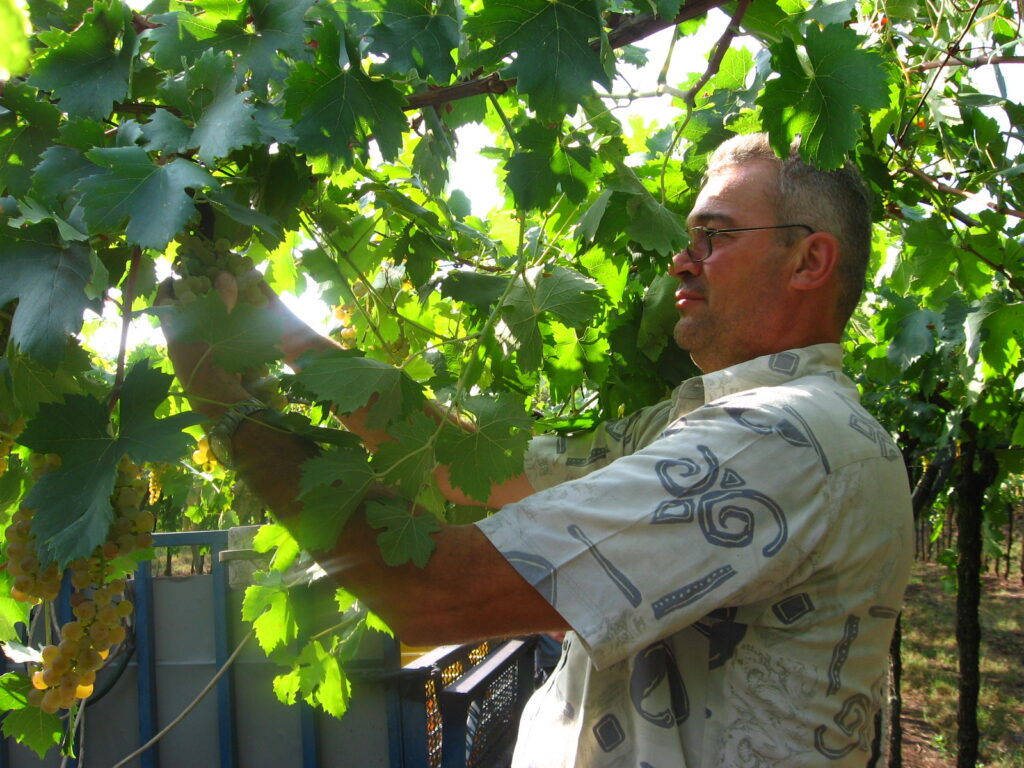 Tenuta Solar: Vino Garganega di Qualità tra Tradizione e Innovazione 6 foto 532