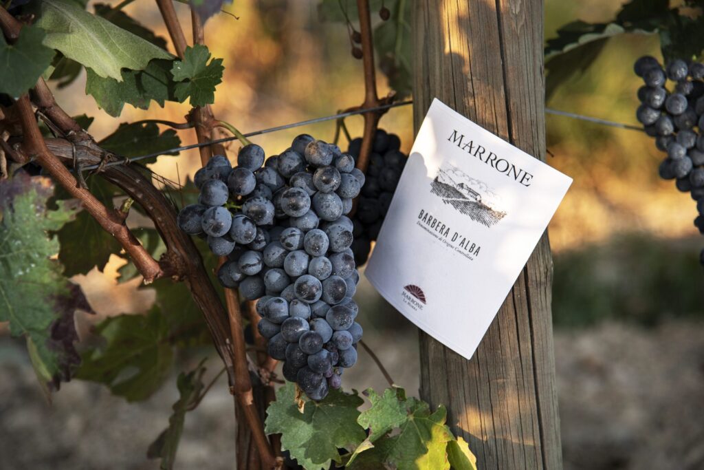 Agricola Marrone: tra le radici delle Langhe e il respiro delle Alpi 2 https www.agricolamarrone.com wp content uploads 2019 09 agricola marrone gallery hd 10 1600x1067 1