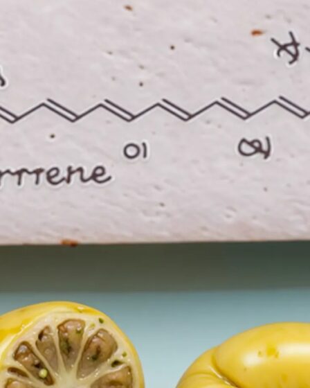 foodblog 1749589657 crop